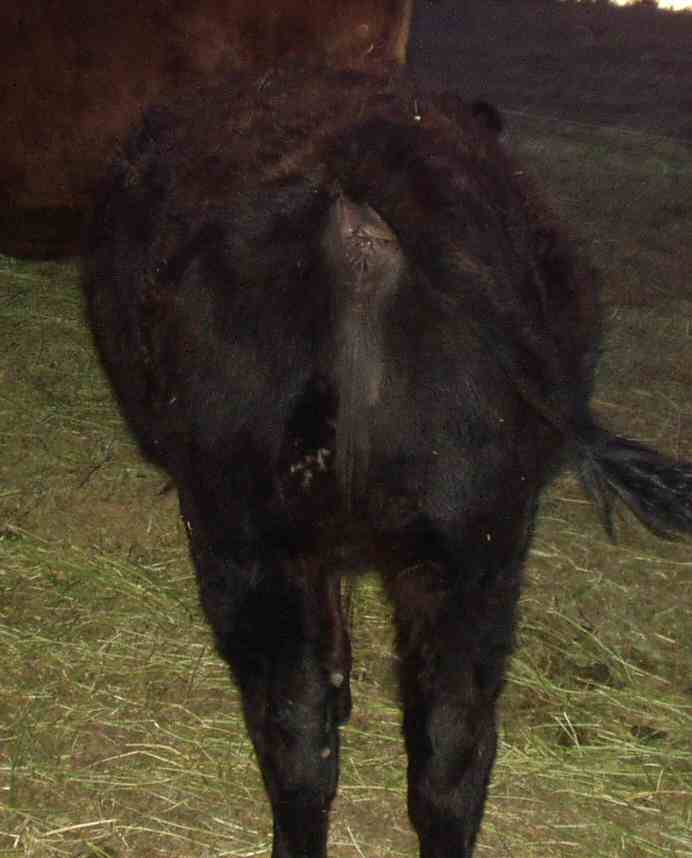 What's wrong with Mikey (our steer)?  (pic) - Cattle