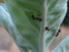 two ants and one aphid on apple leaf
