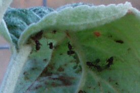 aphids on fruit tree leaf