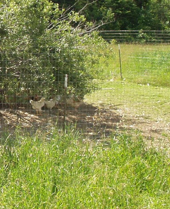 my old chicken run with field fence