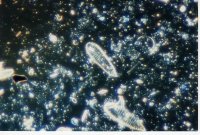 A couple of Surirella species on a background of general diatom litter. Note the small complete one between the two large ones, and a small entire round one at 10 o'oclock of the upper large one. The brightness is from the astounding level of reflection these silica shells have, just like a field of broken glass.