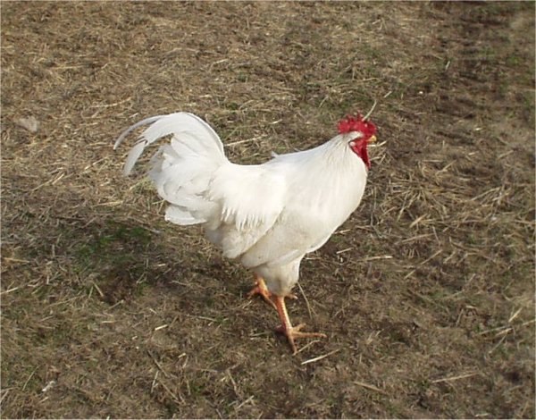 free range chickens - a white rock prepares to attack