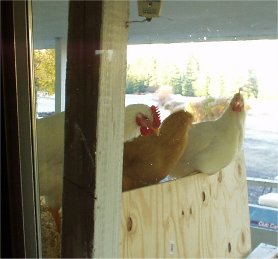 free range chickens looking in through the kitchen window