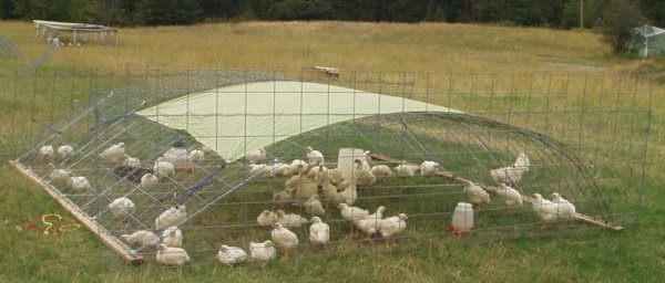 portable chicken pen made from stock panels